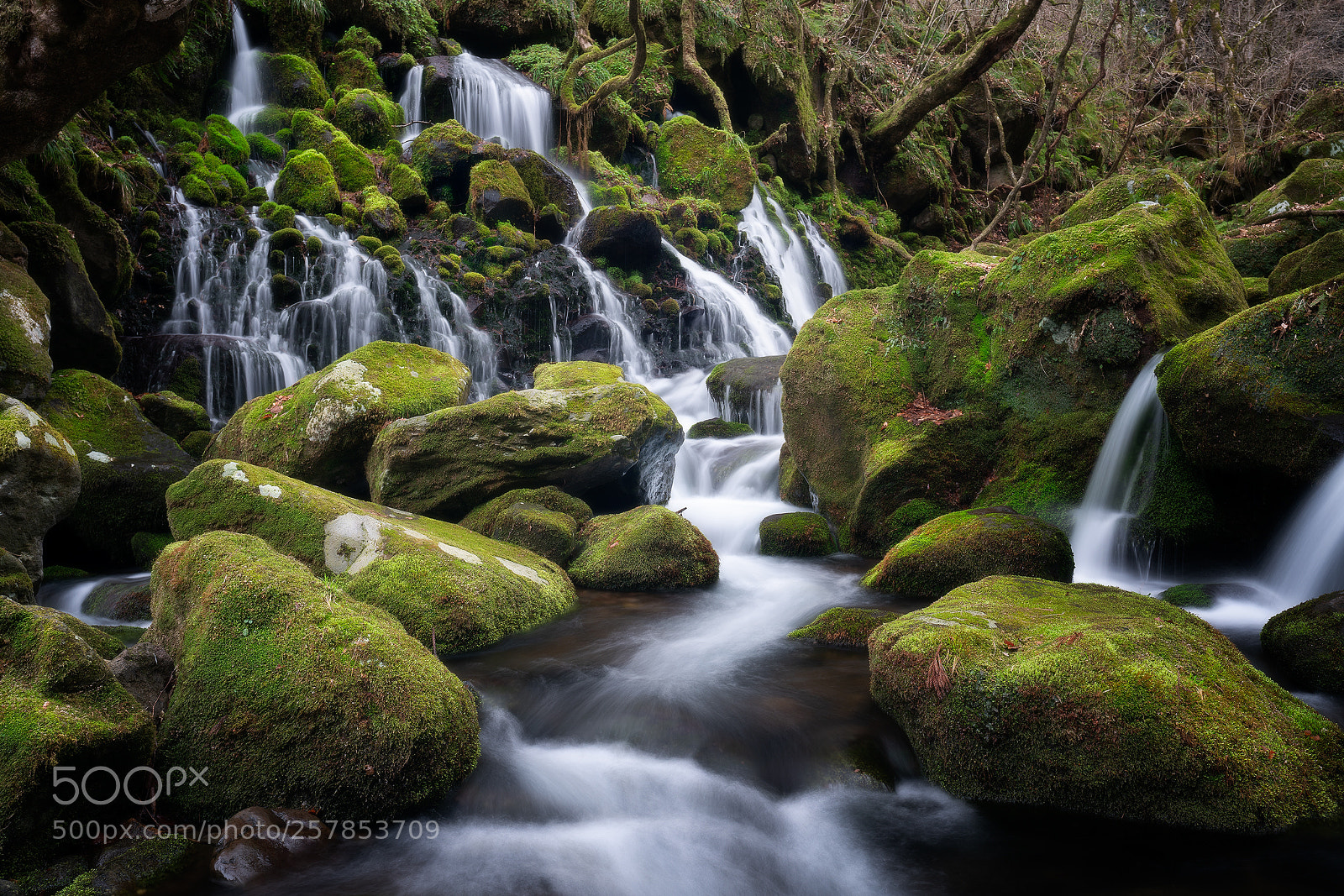 Sony a7R II sample photo. Moss color photography
