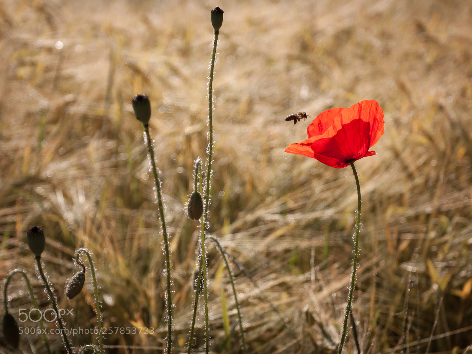 Canon EOS 450D (EOS Rebel XSi / EOS Kiss X2) sample photo. Poppy & bee photography