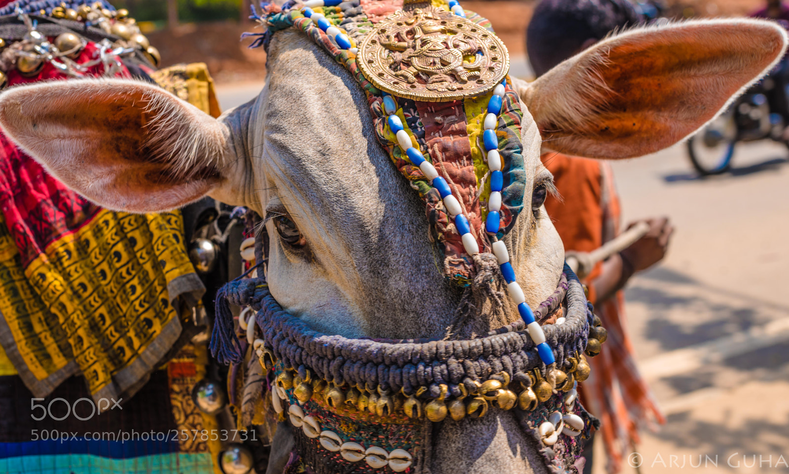 Nikon D750 sample photo. All ears photography