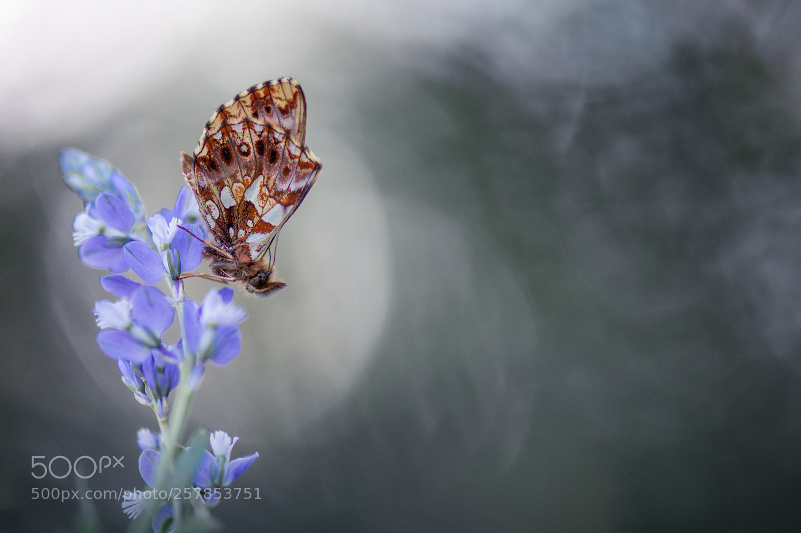 Nikon D7200 sample photo. Tendre euphorie ... photography