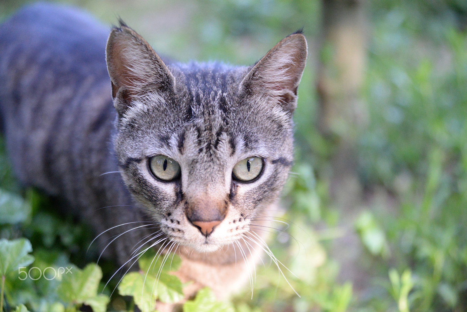 Nikon AF Nikkor 24-85mm F2.8-4D IF sample photo. The cat photography