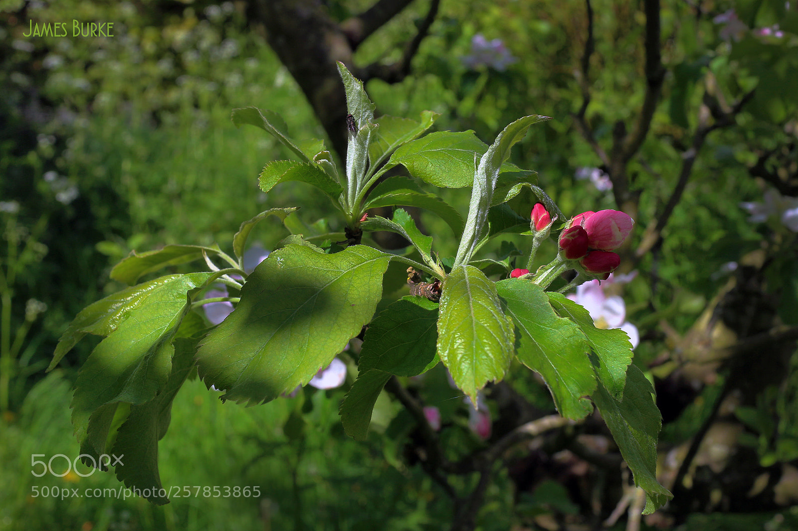 Canon EOS M sample photo. Blossom 2 photography