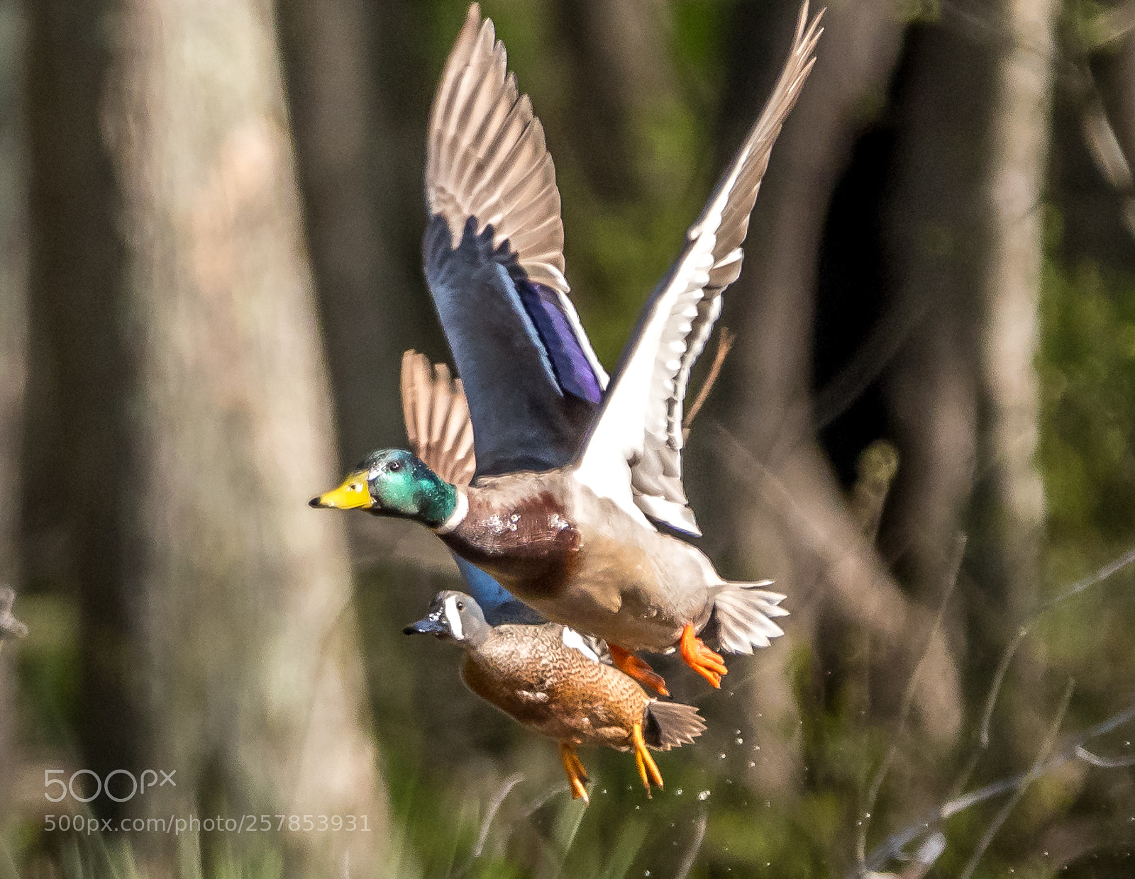 Nikon D500 sample photo. Mallard and blue winged photography