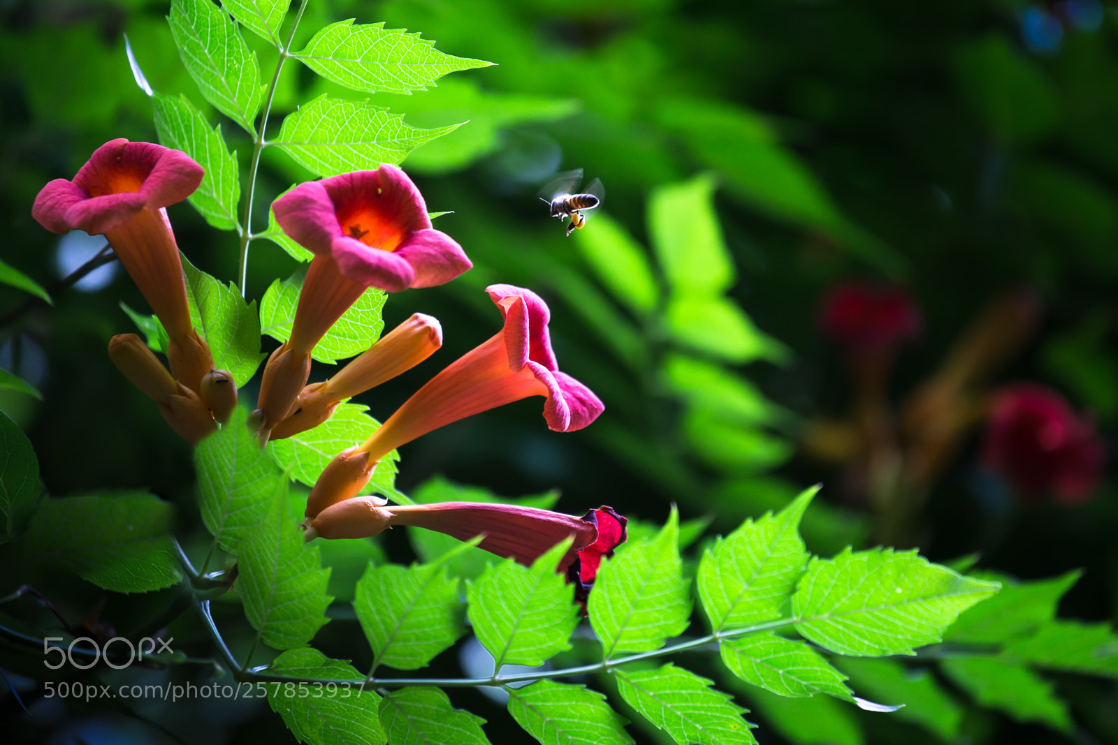 Canon EOS 6D sample photo. Trumpet flower photography