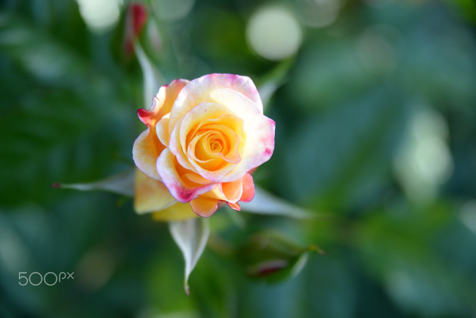 Nikon D610 sample photo. Colorful rose photography
