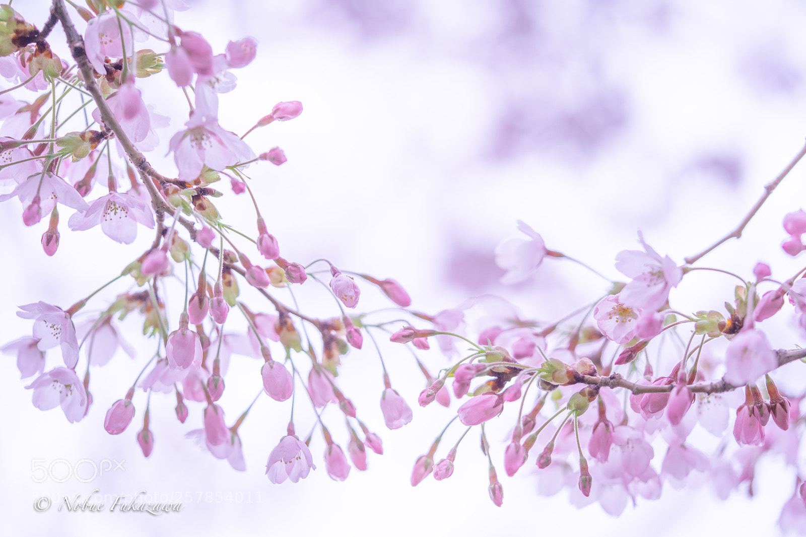 Sony a7 III sample photo. Sakura of hakodate photography