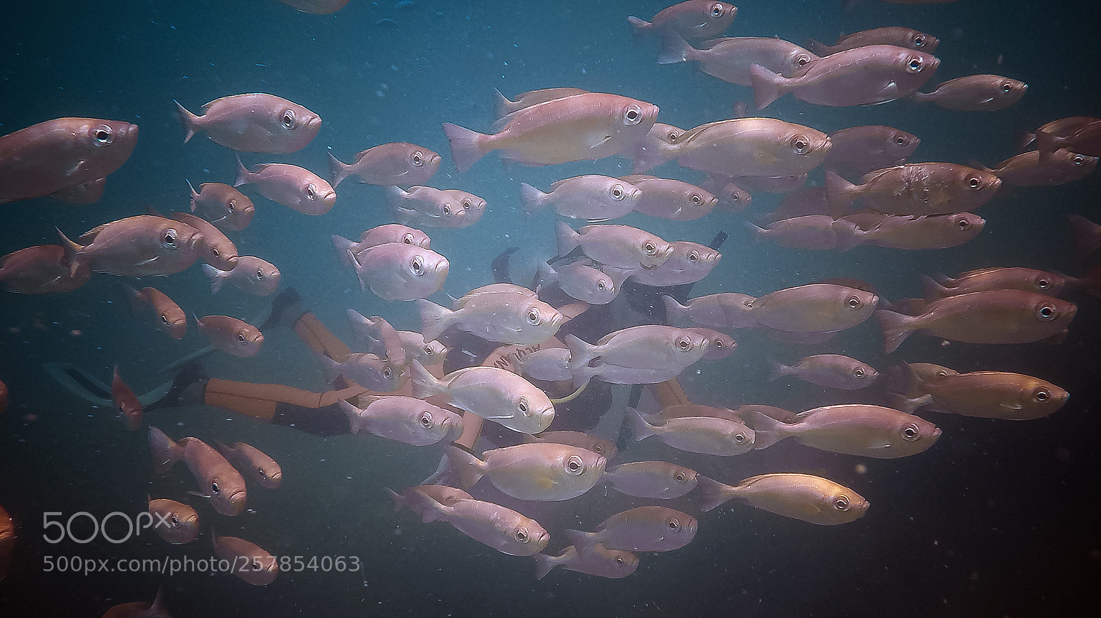 GoPro Hero5 Black sample photo. Cardume de peixes olho photography