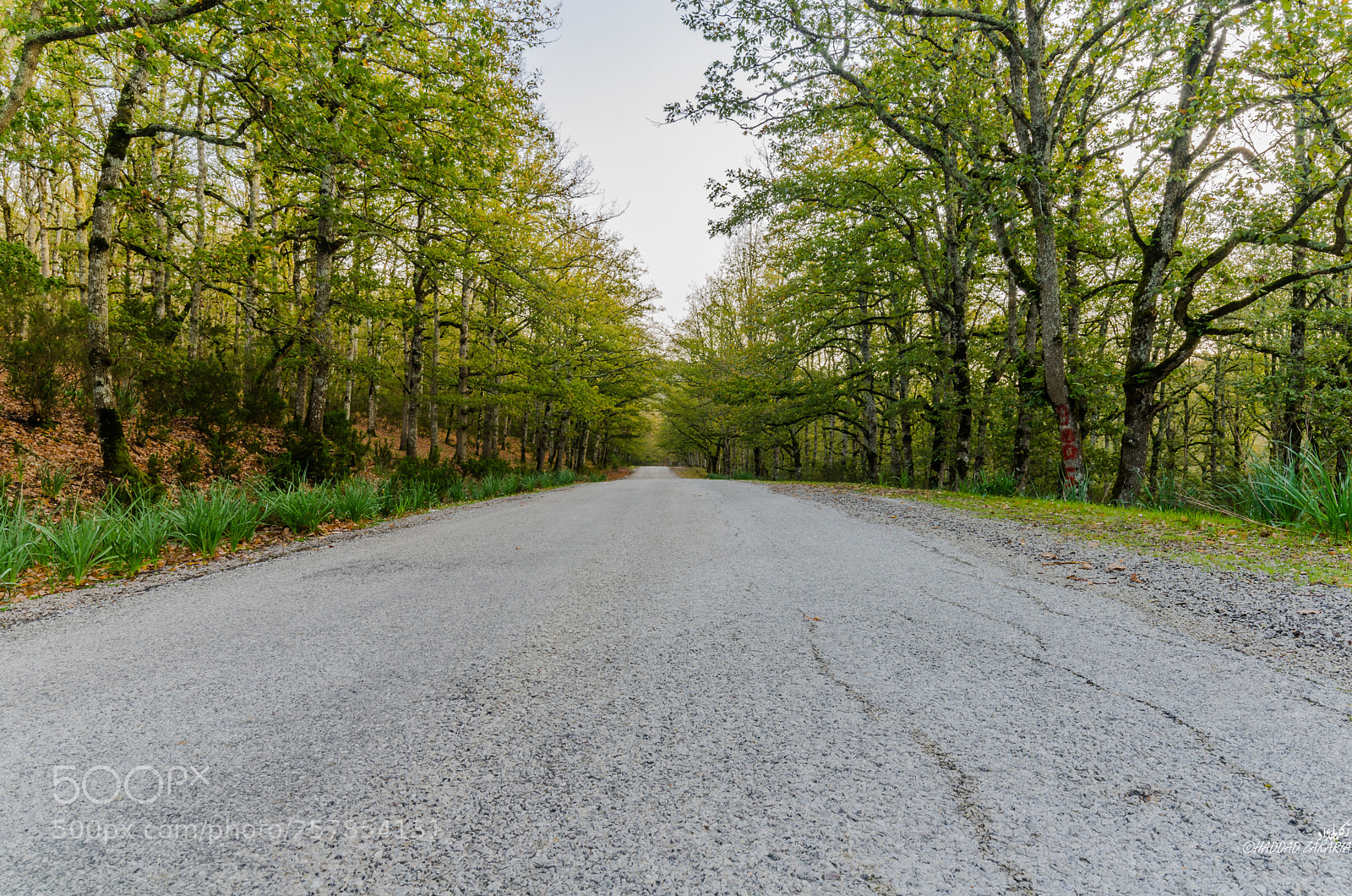 Nikon D7000 sample photo. Spring path photography
