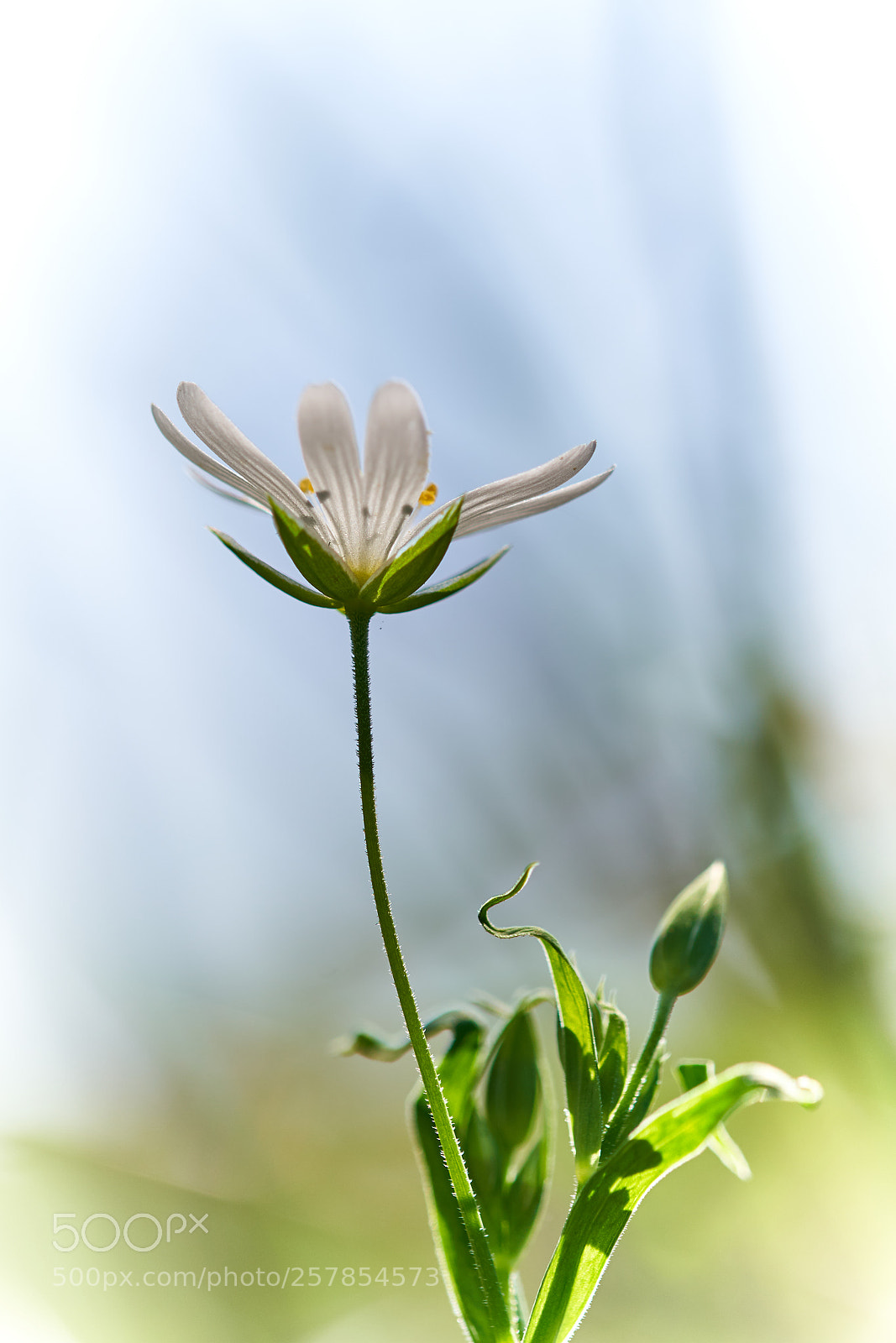Sony a7R III sample photo. _dsc7190 1.jpg photography