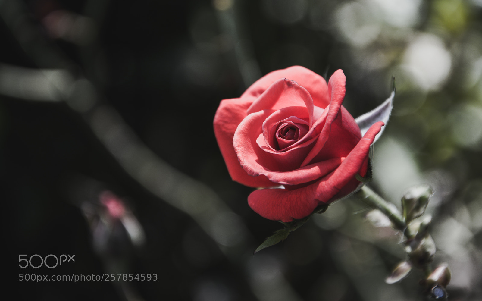 Nikon D7100 sample photo. Rose-2 photography