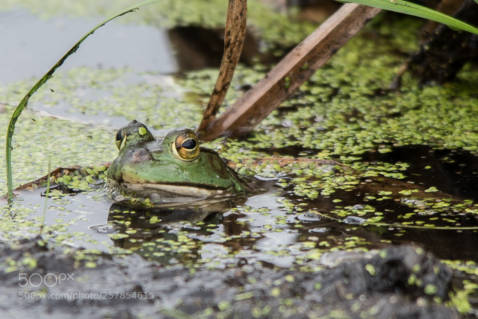 Nikon D810 sample photo. Rainy day photography