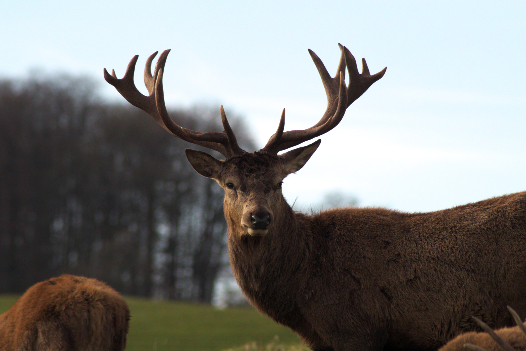 Canon EOS 80D sample photo. Red deer photography