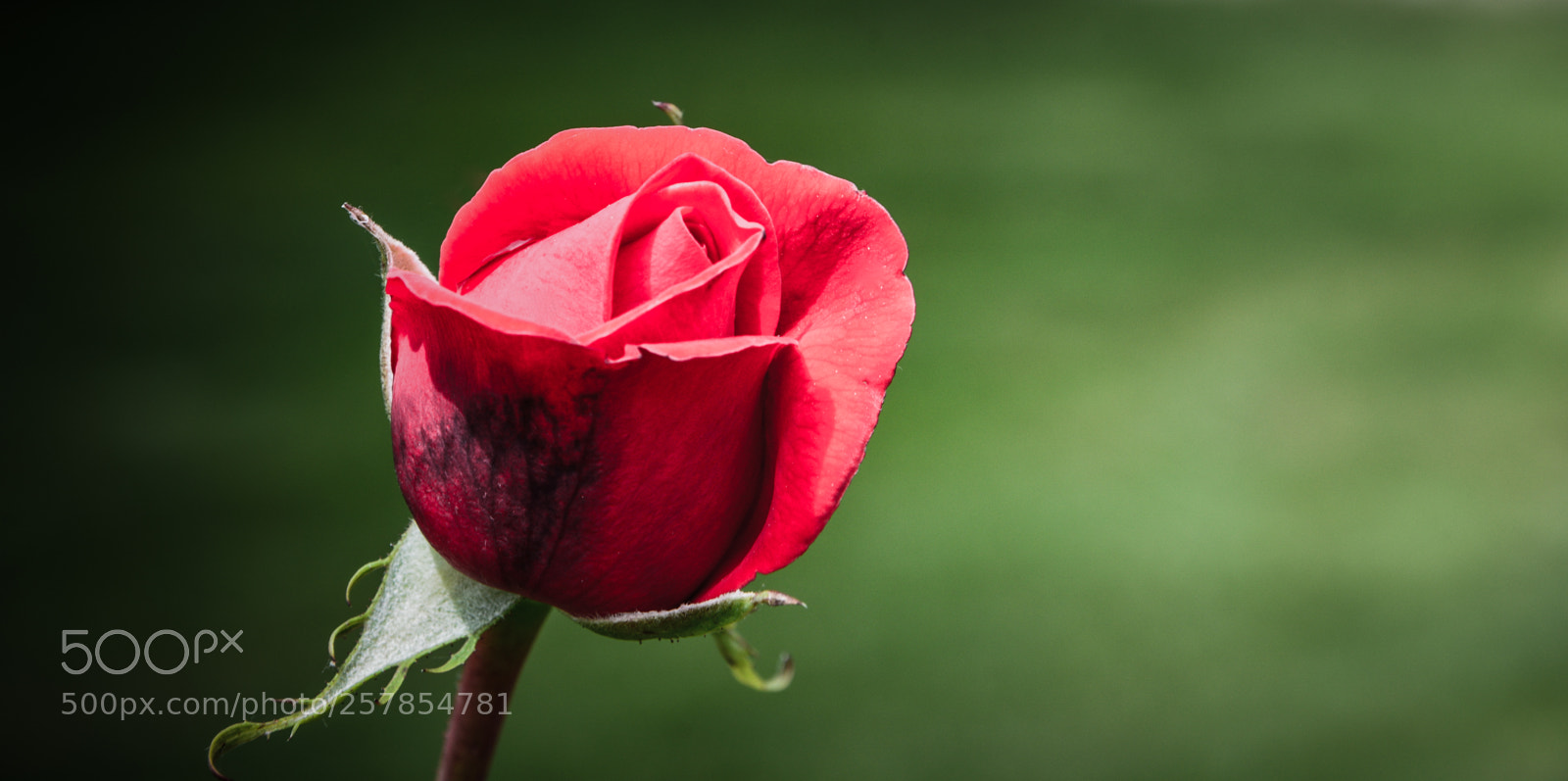 Nikon D7100 sample photo. Rose-3 photography