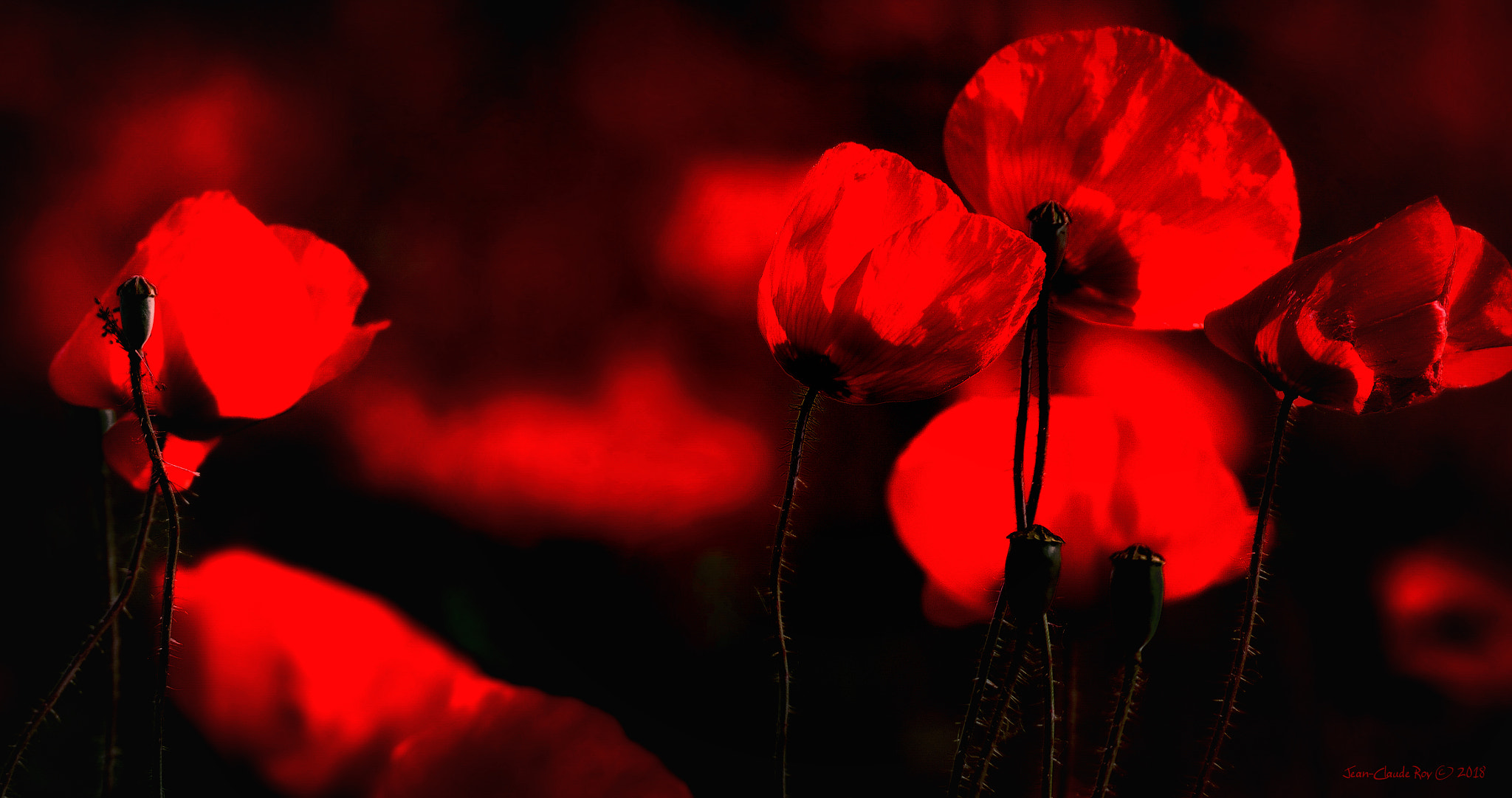 Nikon D7000 sample photo. Passion red photography