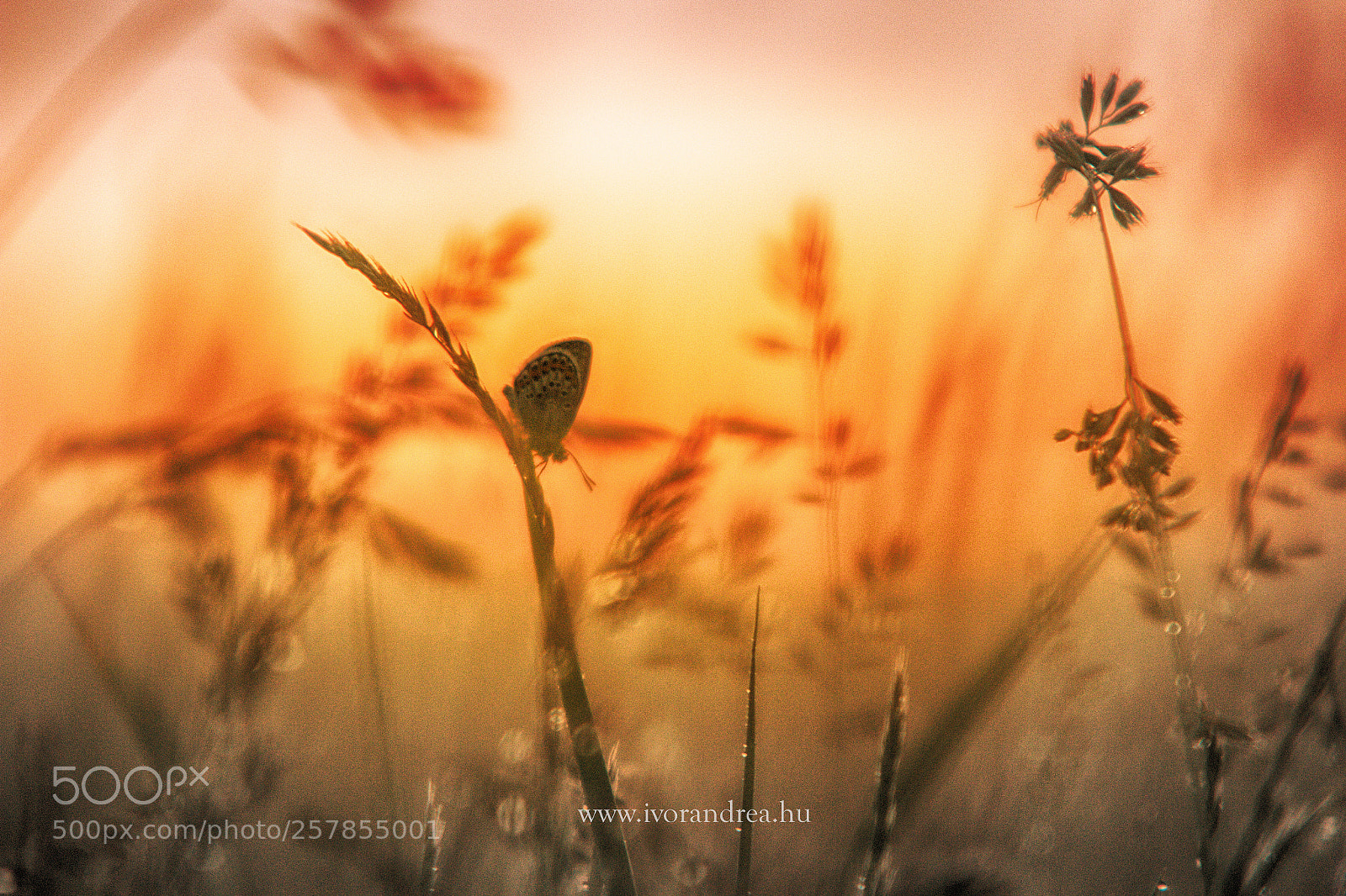 Canon EOS 70D sample photo. Butterfly photography