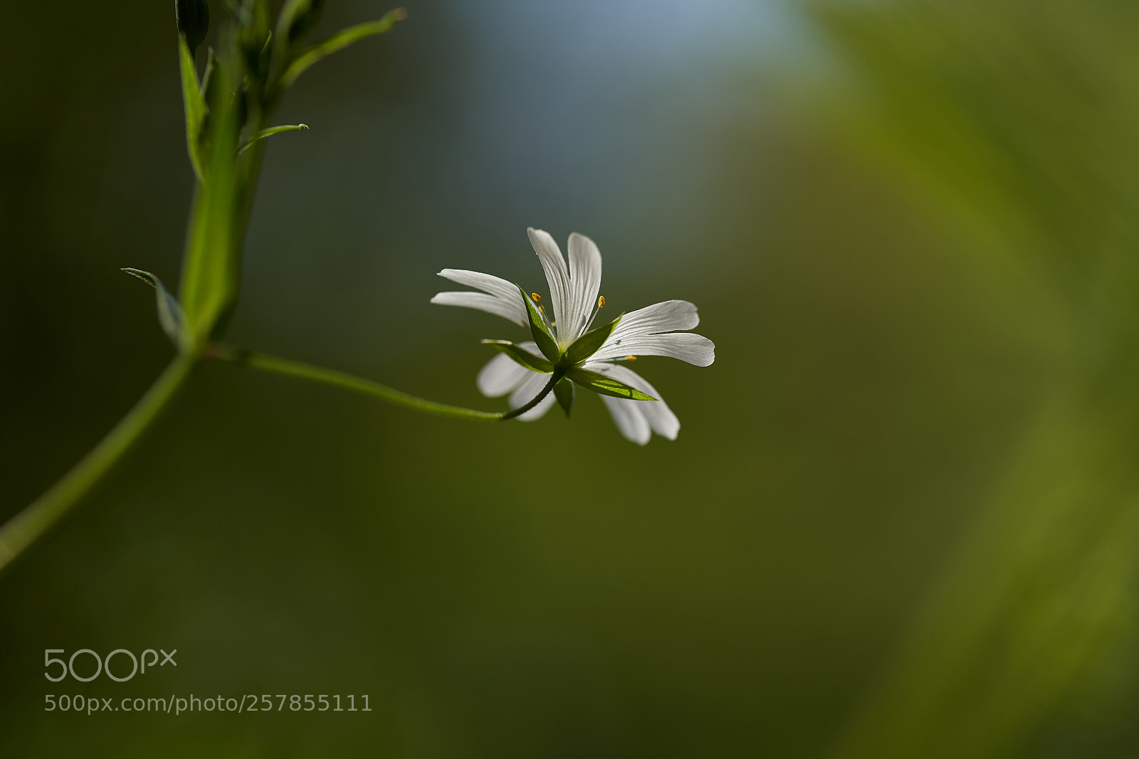 Sony a7R III sample photo. Dsc photography