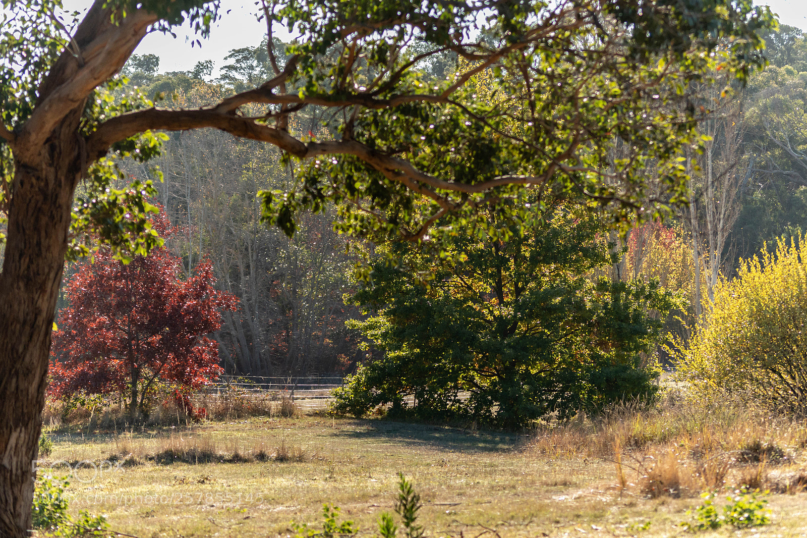 Canon EOS 70D sample photo. Fcfeo photography