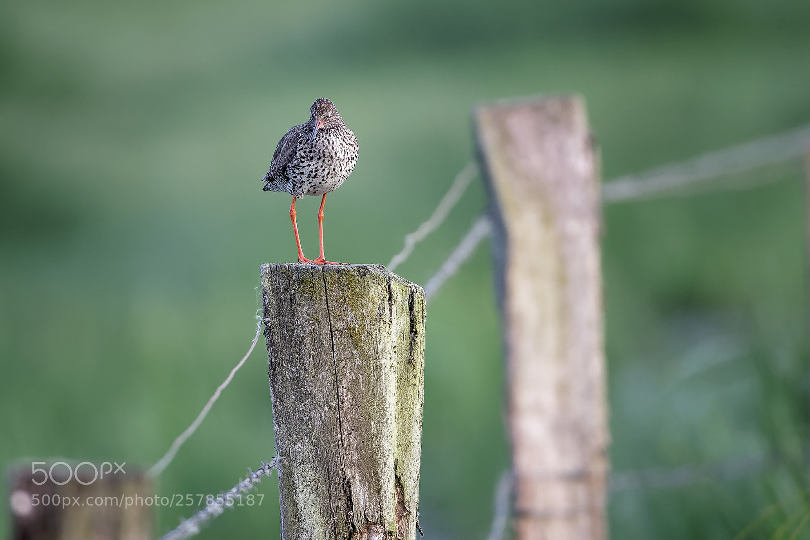 Canon EOS 7D Mark II sample photo. Rotschenkel1 photography
