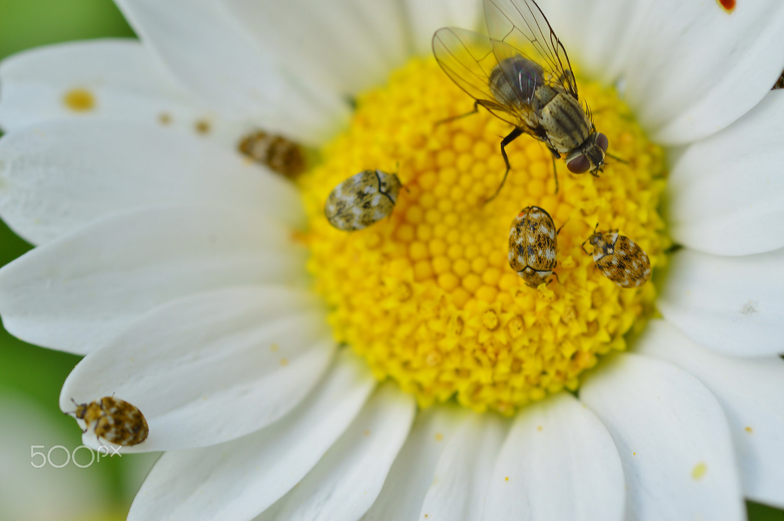 Nikon D3200 sample photo. Macro nature02......spring photography