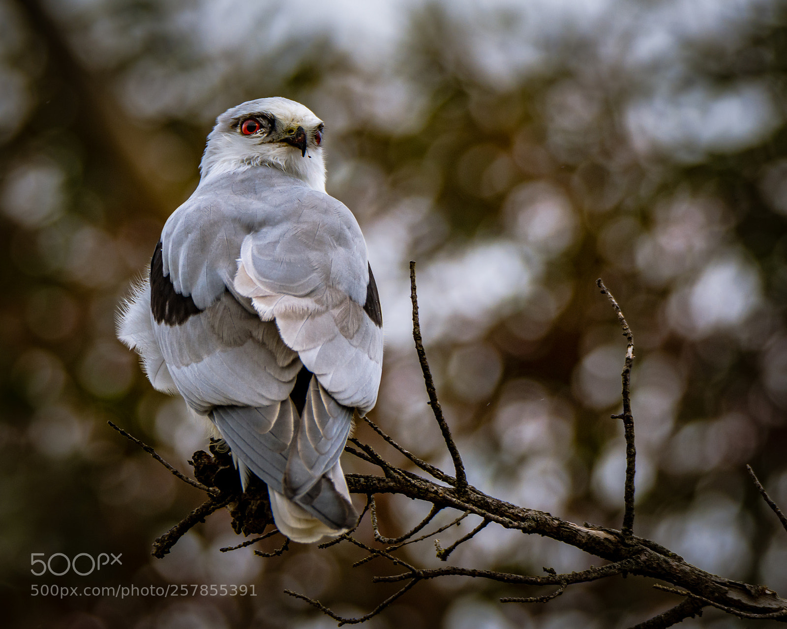 Nikon D7200 sample photo. Black-shouldered kite photography