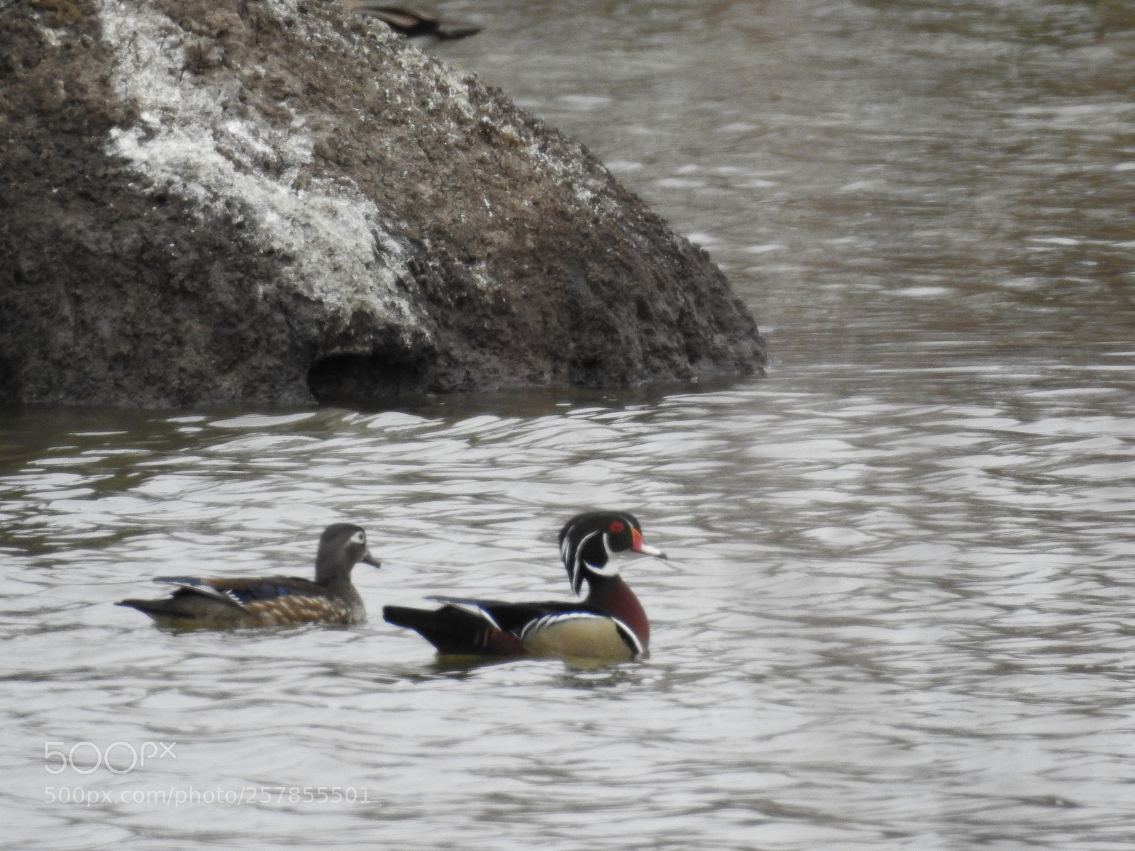Nikon Coolpix P900 sample photo. Pair of wood ducks photography