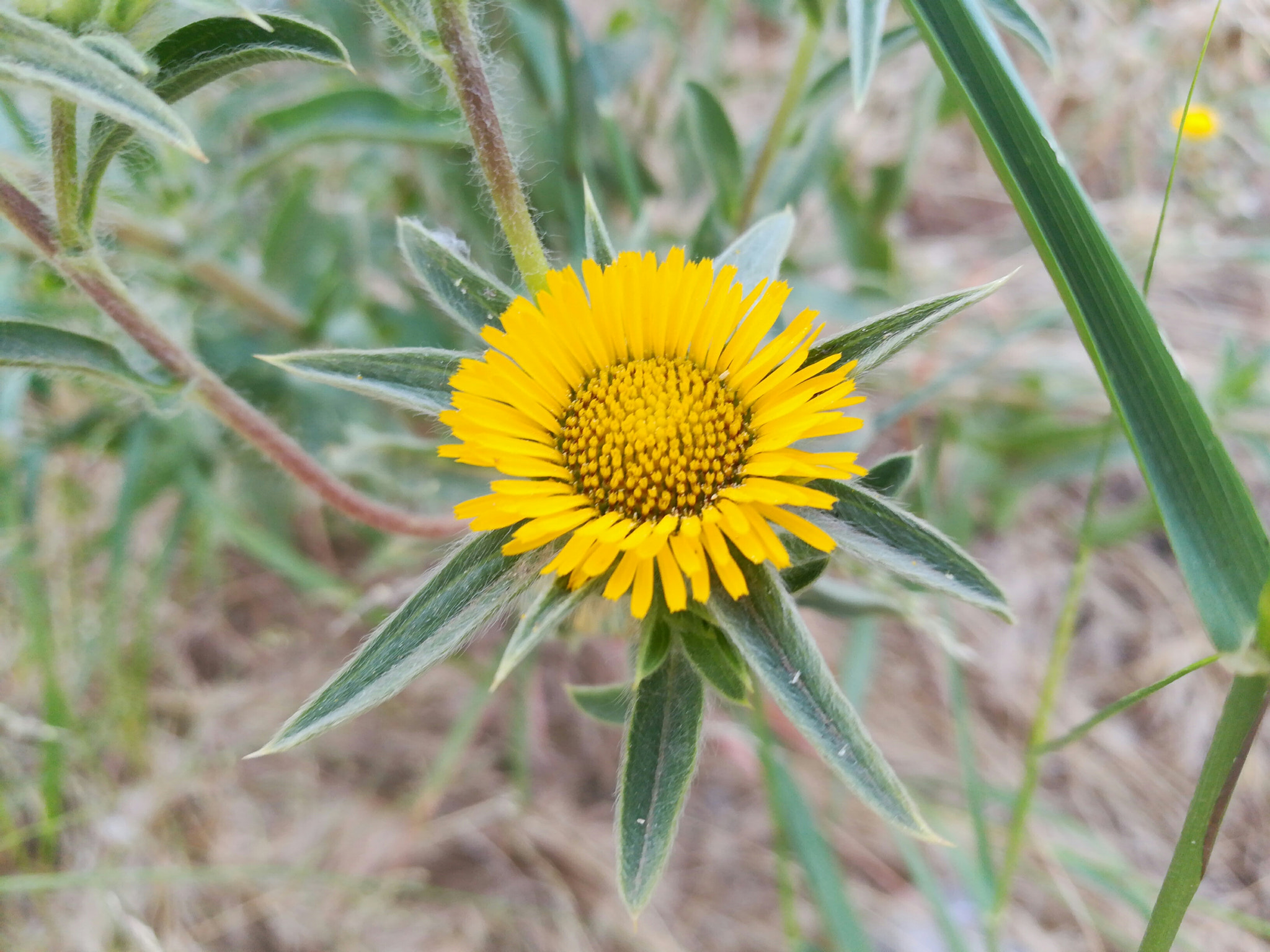 HUAWEI GR5 2017 sample photo