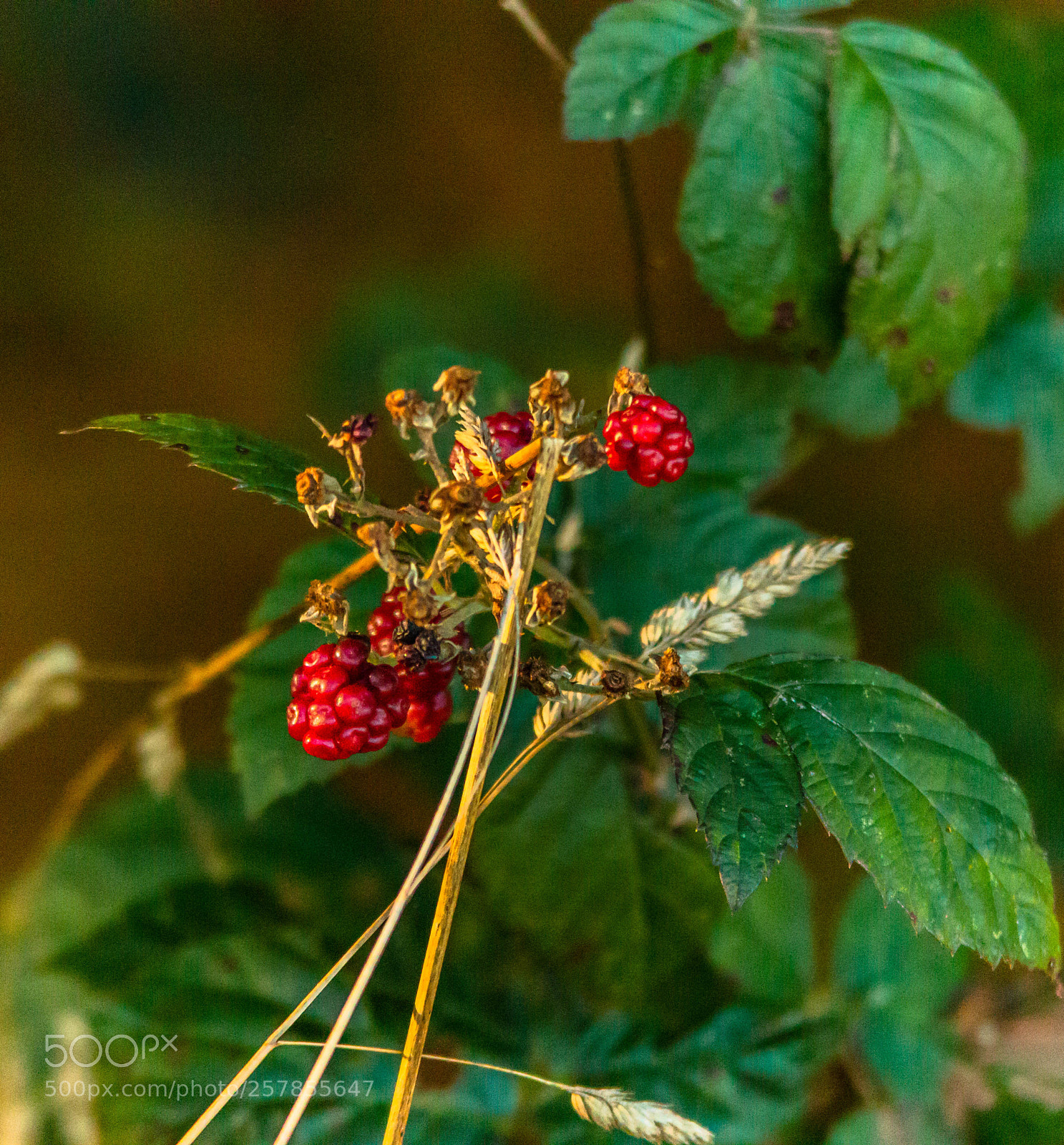 Canon EOS 70D sample photo. Climate denying photography
