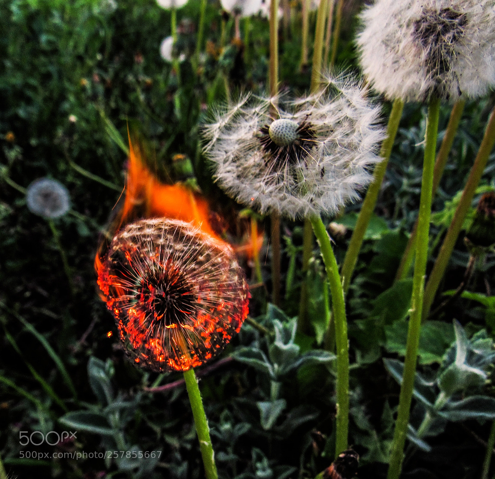 Canon PowerShot SX530 HS sample photo. Burn. photography
