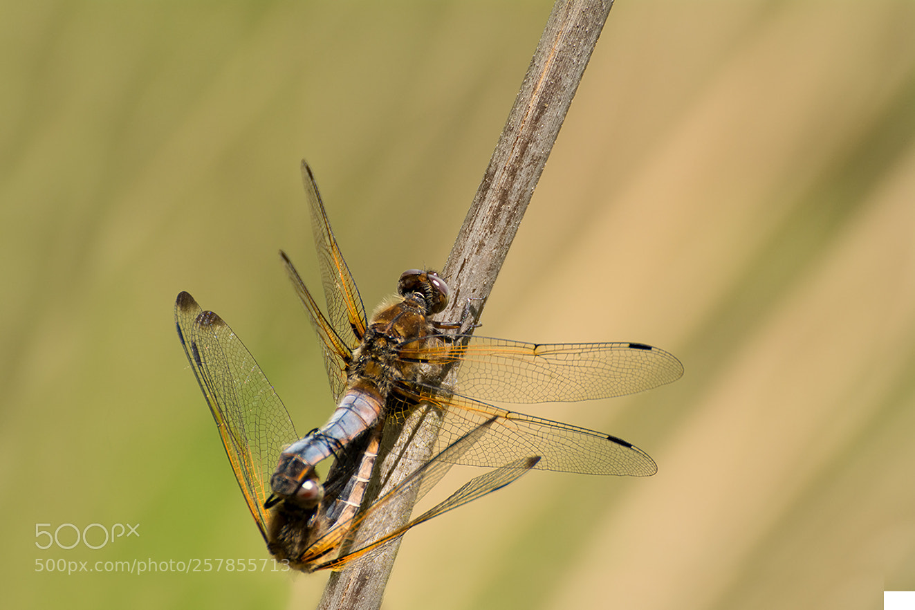 Nikon D5200 sample photo. Libellula fulva photography