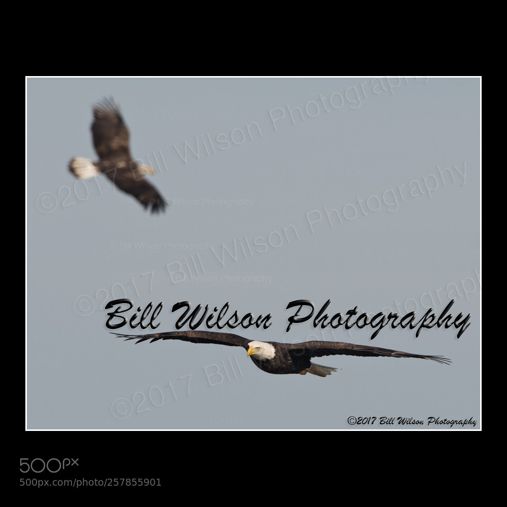 Nikon D500 sample photo. Bald eagles photography