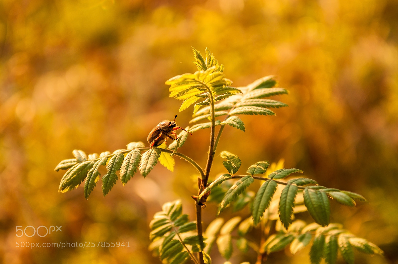 Nikon D300S sample photo. Chafer photography