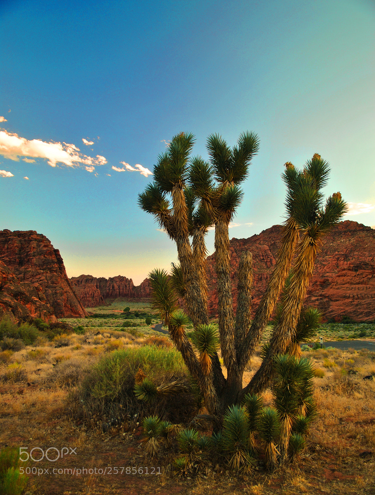 Nikon D3000 sample photo. Joshua tree snow canyon photography
