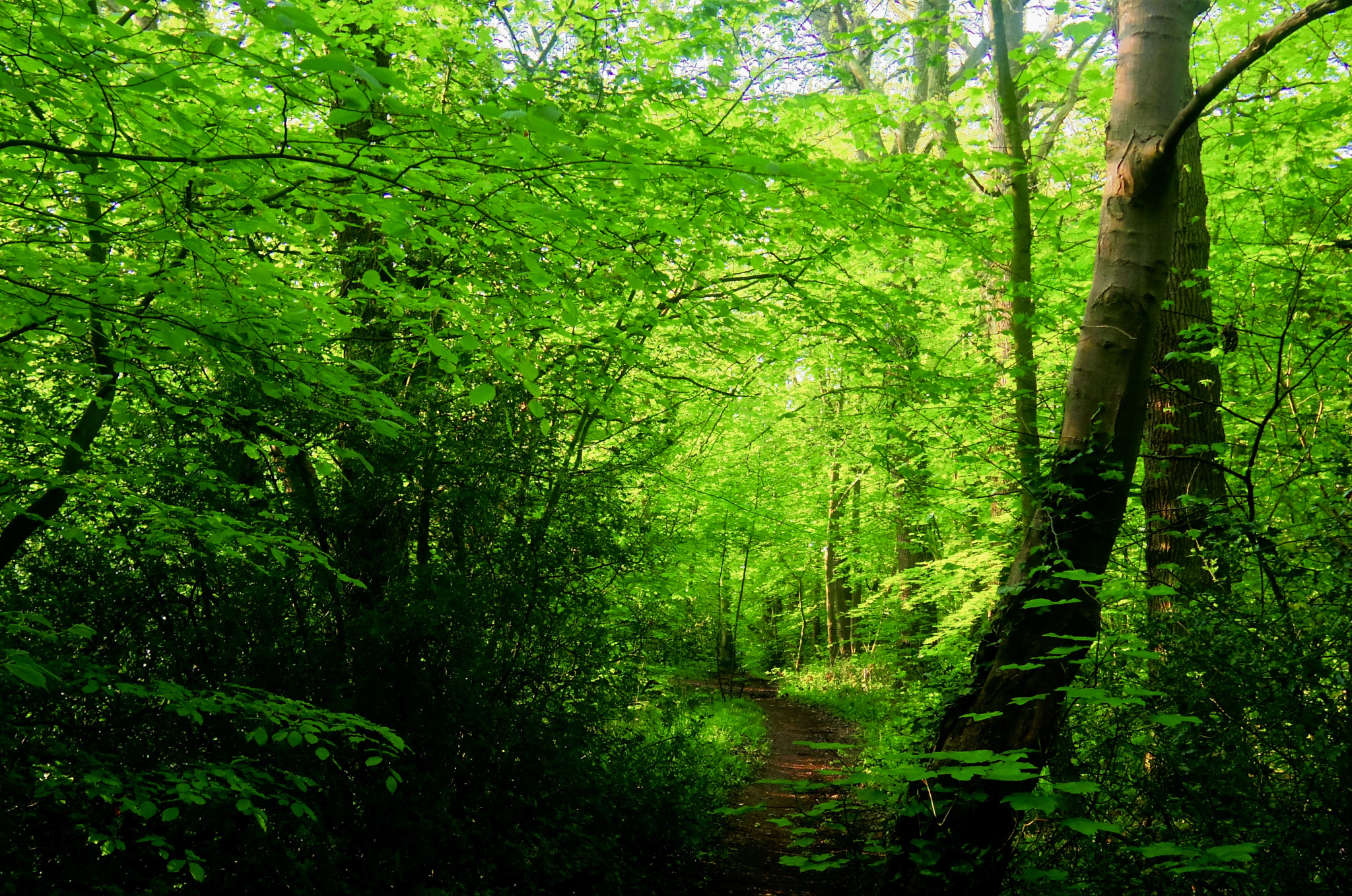 Pentax Q sample photo. Under the greenwood. photography