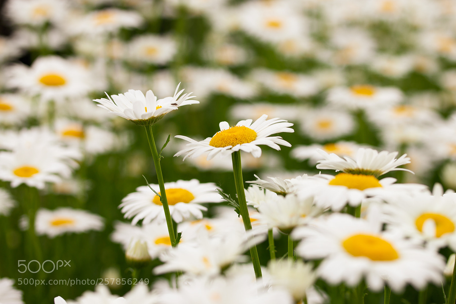 Canon EOS 70D sample photo. Blooming photography