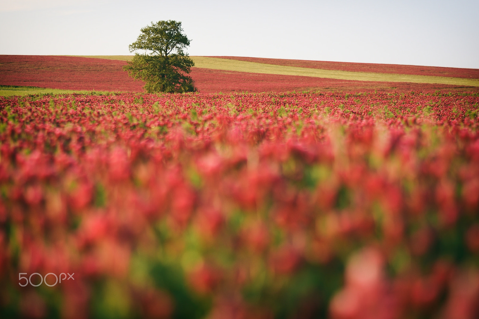 Nikon D7200 + Nikon AF-S Nikkor 50mm F1.8G sample photo. Clover fields ... photography