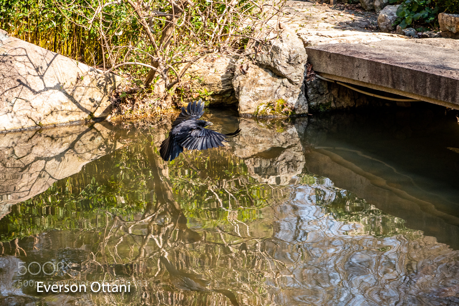 Nikon D500 sample photo. Black bird photography
