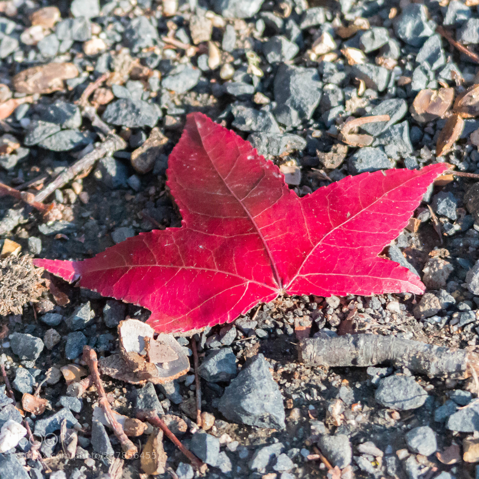 Canon EOS 70D sample photo. Discarded photography