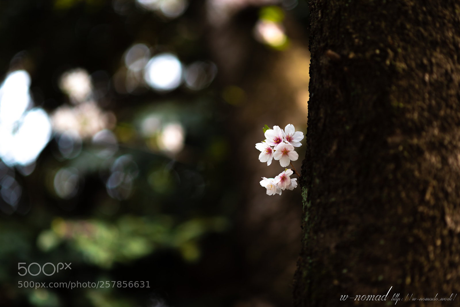 Nikon D750 sample photo. Little life photography
