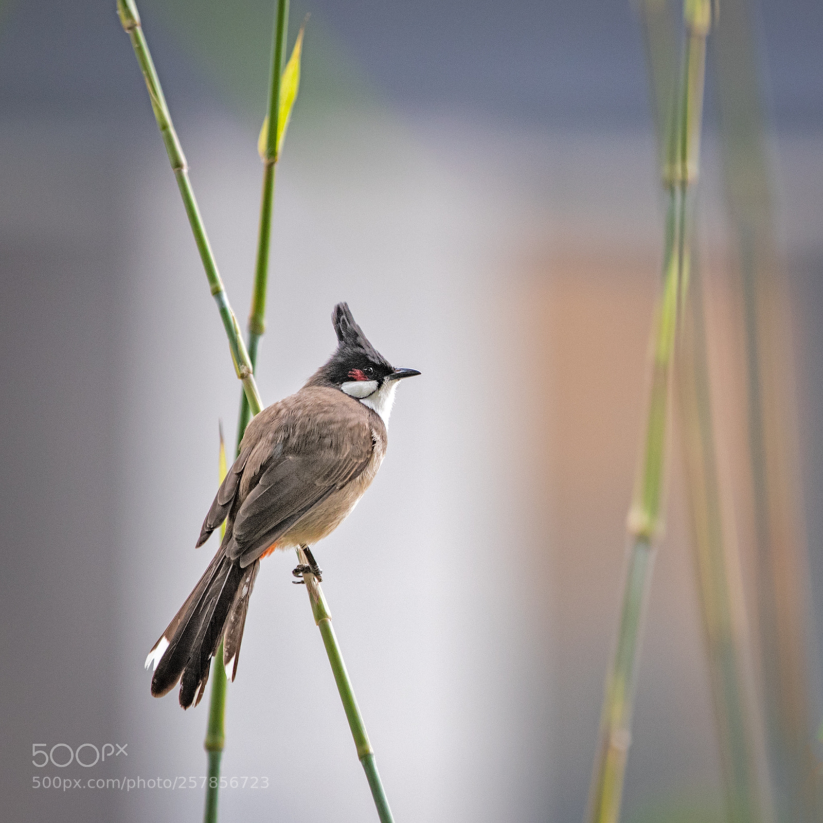 Canon EOS-1D X Mark II sample photo. Bulbul photography
