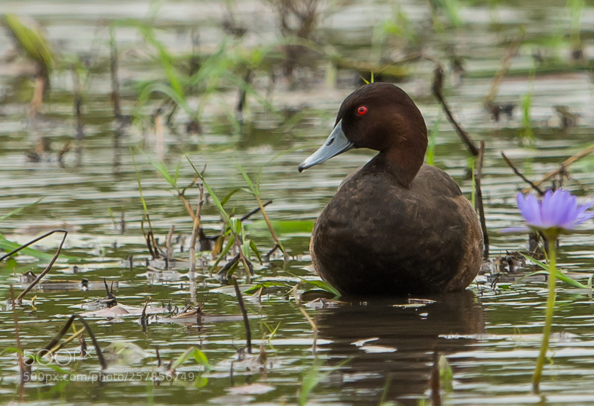 Nikon D7100 sample photo. Southern pochard photography