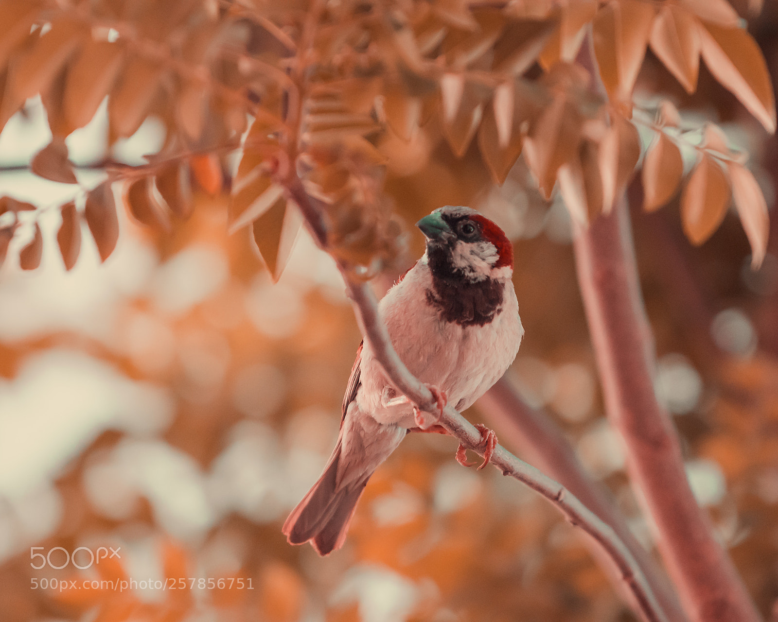 Canon EOS 80D sample photo. Orange bird photography