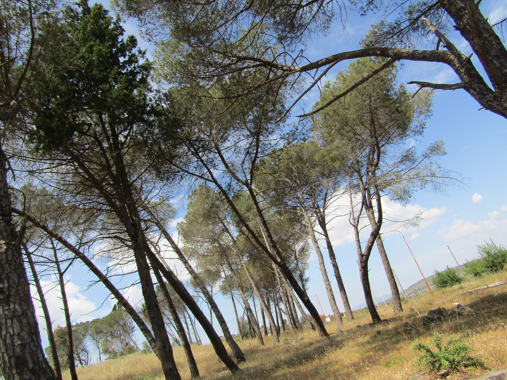 Canon POWERSHOT SX430 IS sample photo. Il boschetto photography