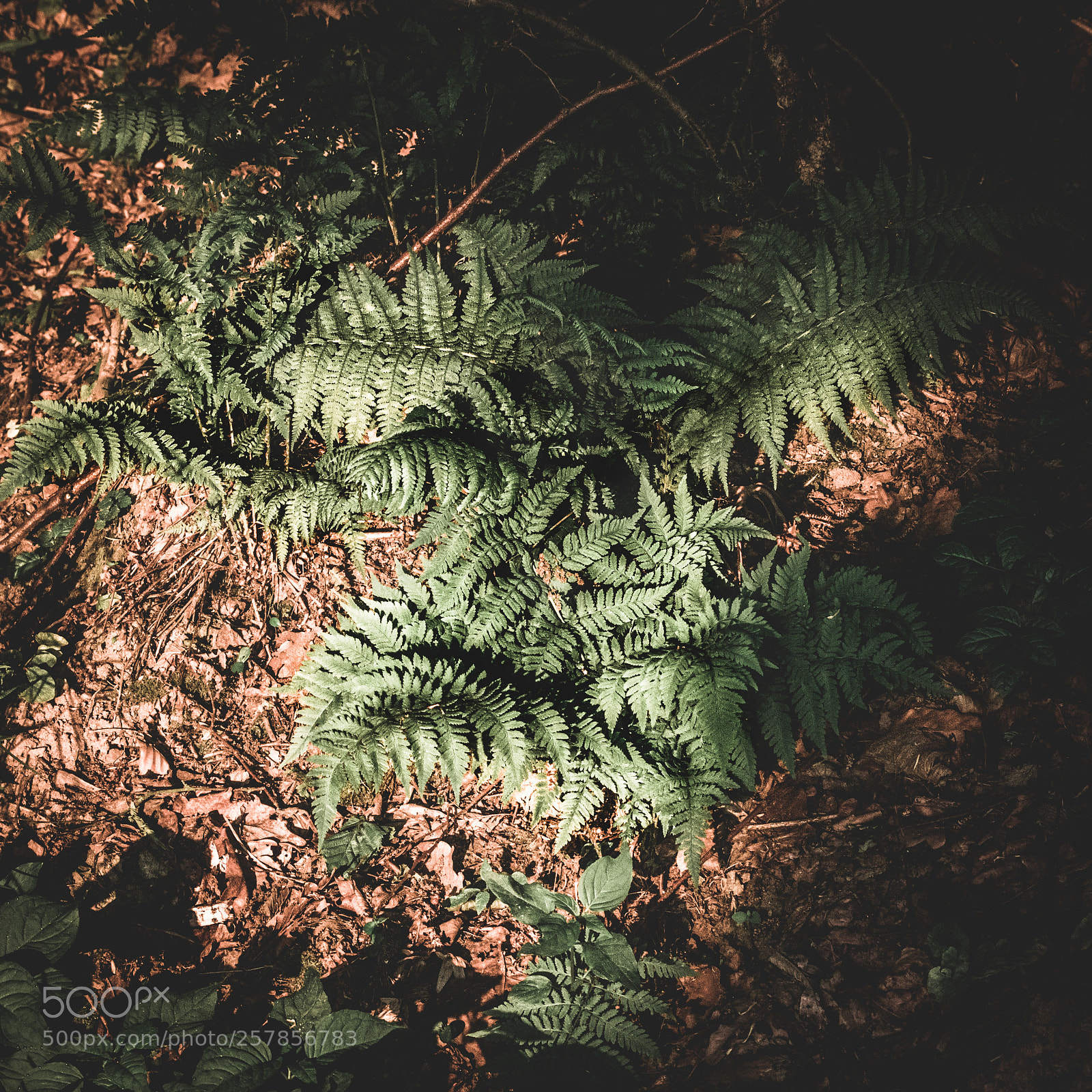 Canon EOS 80D sample photo. Spring morning feelings... in photography