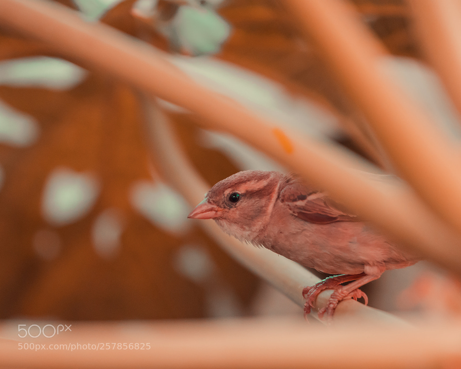 Canon EOS 80D sample photo. Orange bird photography