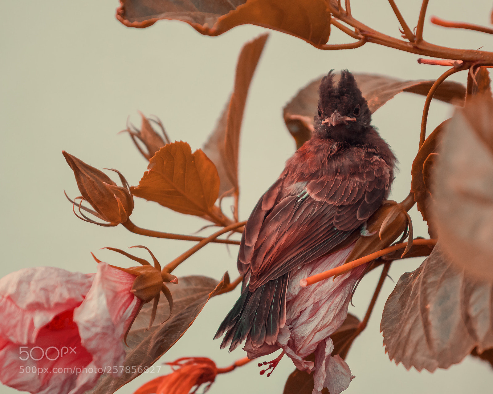 Canon EOS 80D sample photo. Bird portrait painting photography
