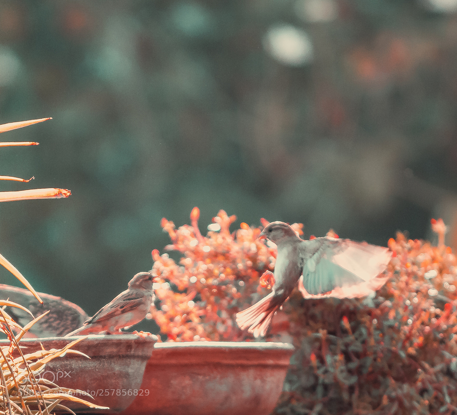 Canon EOS 80D sample photo. Orange bird still photography