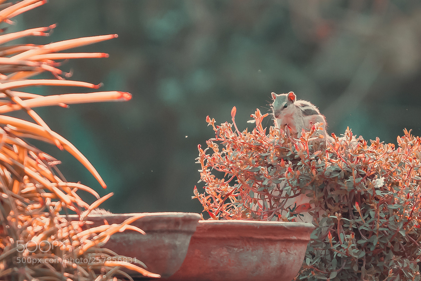 Canon EOS 80D sample photo. Orange squirrle photography