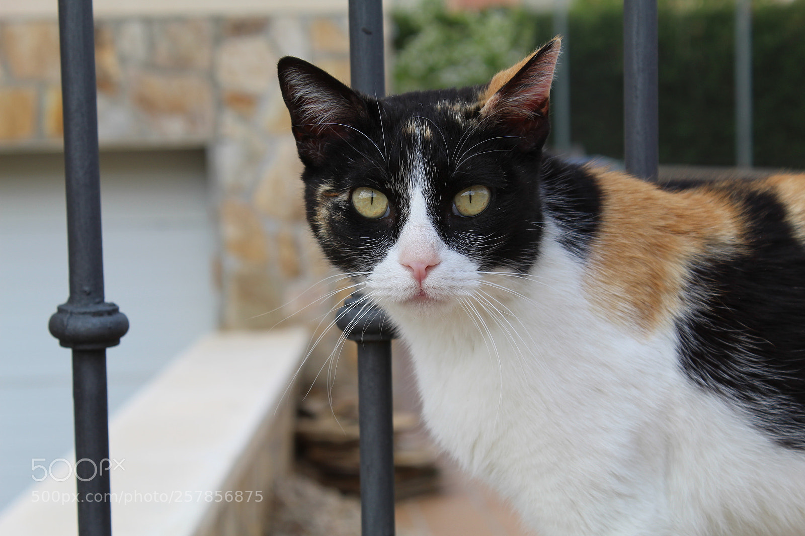 Canon EOS 1300D (EOS Rebel T6 / EOS Kiss X80) sample photo. Img photography