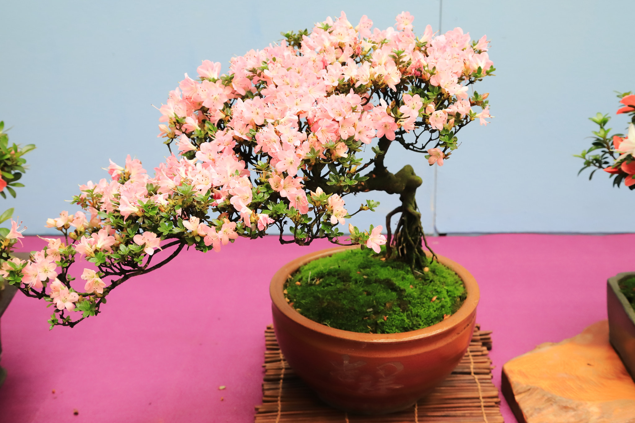 Canon EOS 6D Mark II sample photo. Img_4284m azalea, 2018臺中市皐月花展 photography
