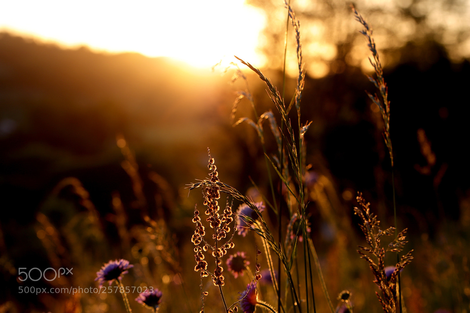 Canon EOS 6D Mark II sample photo. Wildflower1 photography